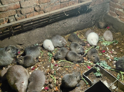 Продаж молодняк нутрій