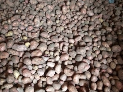 Картопля домашня