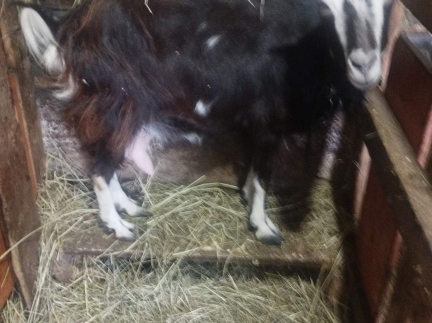 Кози-ціна 2000грн, Дубравка