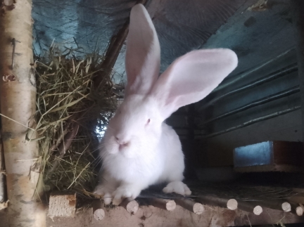 Кроленята від великого кроля Фландер