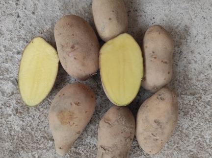 Картопля посадкова гранда (бананка)