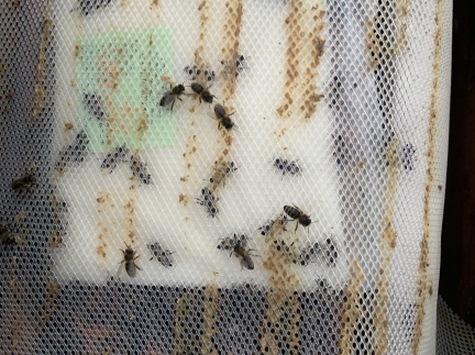 Бджолосім'ї