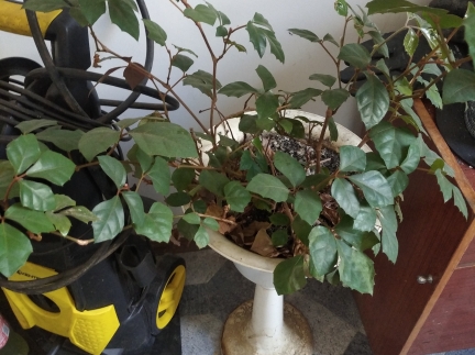 Бджолопакети.