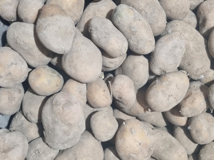 Картопля/буряк/морква домашня