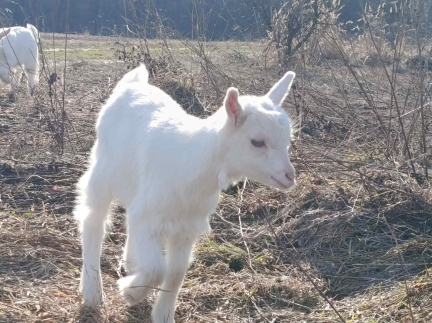 Козичка (зааненка)