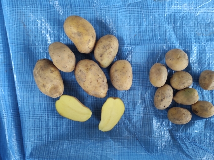 Картопля велика середня посадкова сорт тайфун