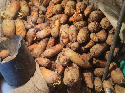 Кормовий буряк, в наявності 1-1,5 тони