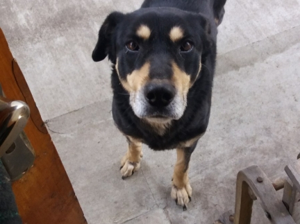 Ротвелер не чистокровний