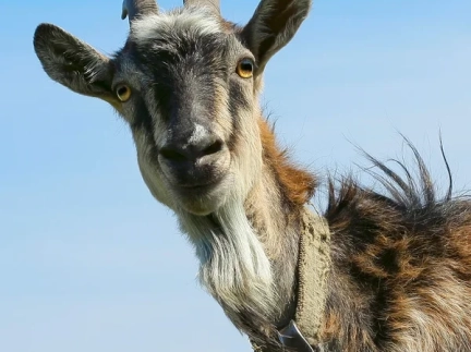 Дійну козу і козенята