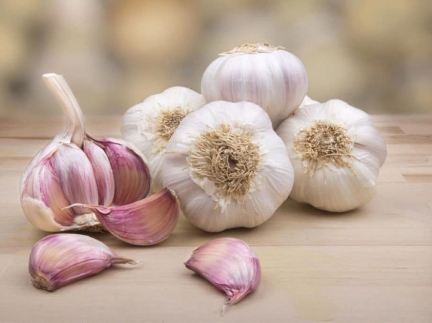 Зубки ярого часника привезеного з Чехії