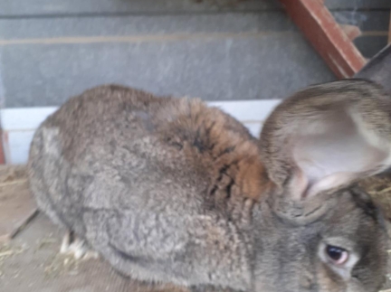 Кролі різного віку