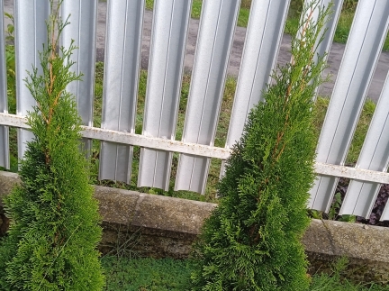 Туї Смарагд