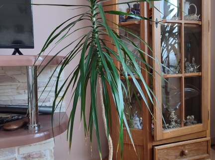 Вазони кімнатні