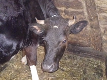 Корова добра