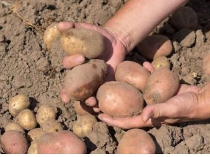 Картопля посадкоа