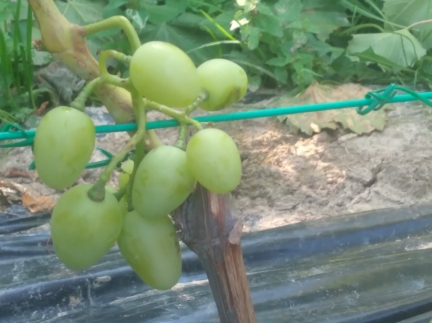 Виноград однорічка