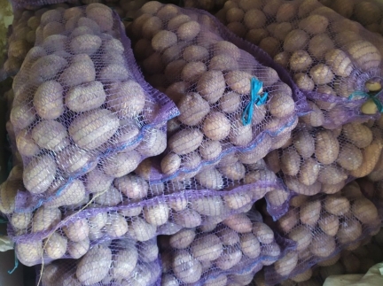 Картопля домашня