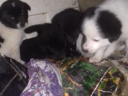 Віддам цуценят