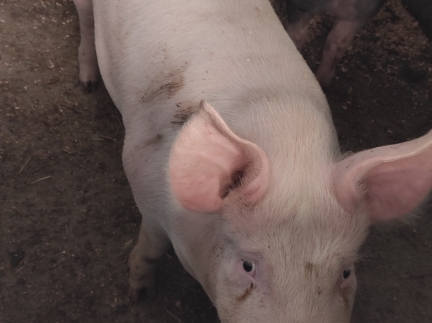 Свиня на забій свинина