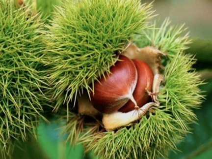 Їстівний крупноплодний японський каштан