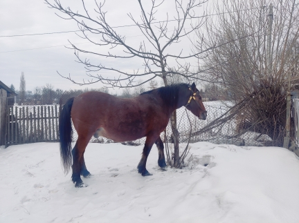 Продам робочого коня