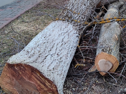 Горіх кругляк, деревина, маеріал