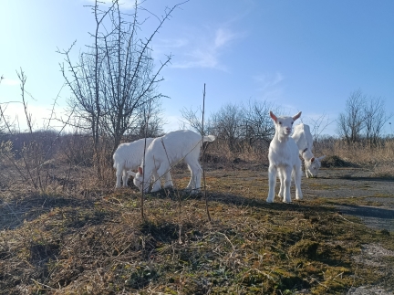 2х місячна козичка від гарних кіз