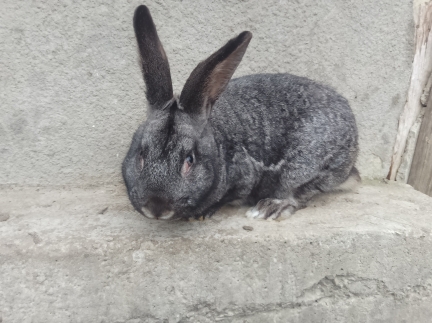 Кріль, вік 8 місяців