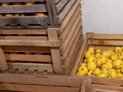 🥔Насіннєва картопля