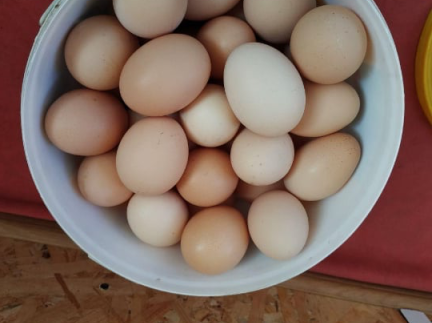Курячі домашні свіжі яйця