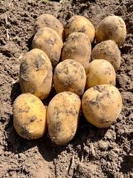 ДОМАШНЮ КАРТОПЛЮ