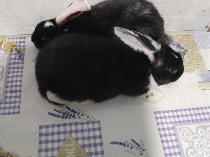 Продаж кроленнят