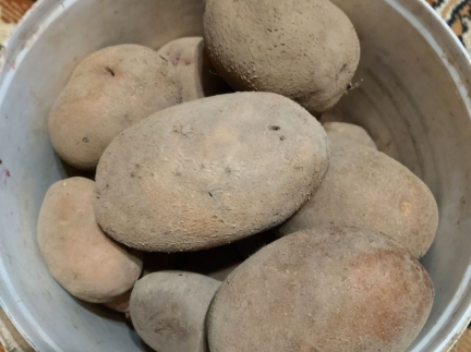 Картопля домашня, необроблена хімією