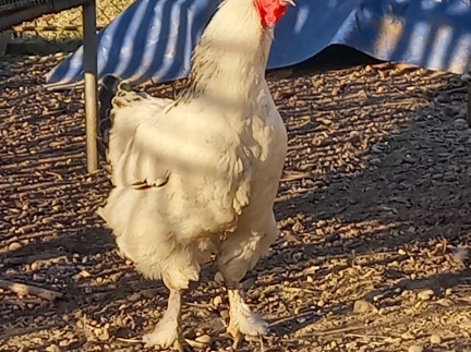 Молодий півень пород 