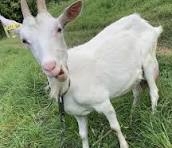 Кози Зааненської породи.