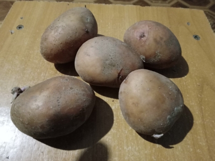 Картопля їсти і на посадку