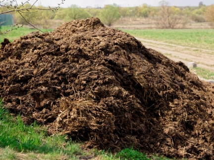 Гній для підживлення