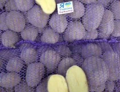 Картопля Біла Роса