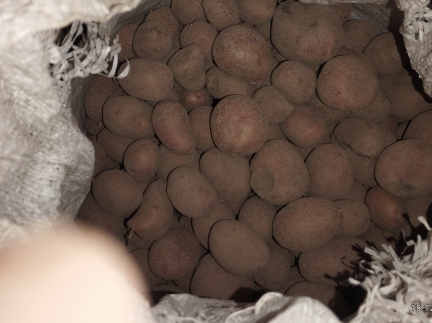 Пшеницю,овес,насіневу та дрібну картолю.