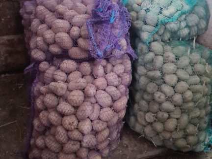 Картопля на посадку сорту 