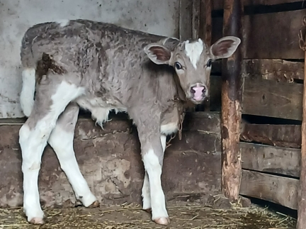 Ттелятко теличка