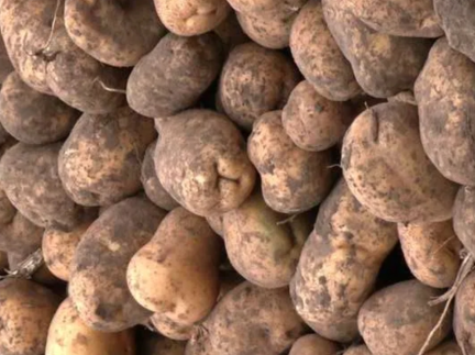 Картопля бульба насінна та їсти