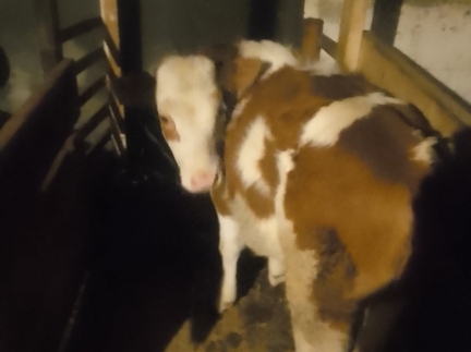 Теля , теличка,