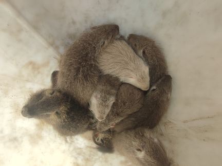 Молодняк нутрії