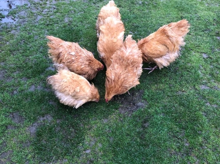 Курей орпітон