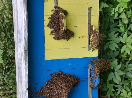 Бджолосімї ,  бджолопакети