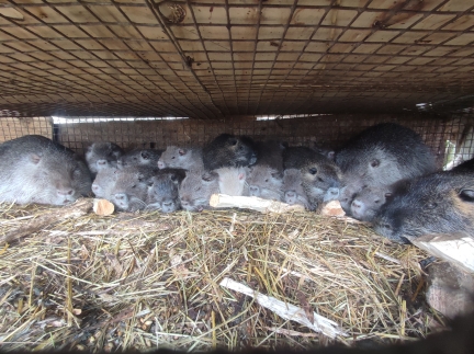 Нутрії молодняк