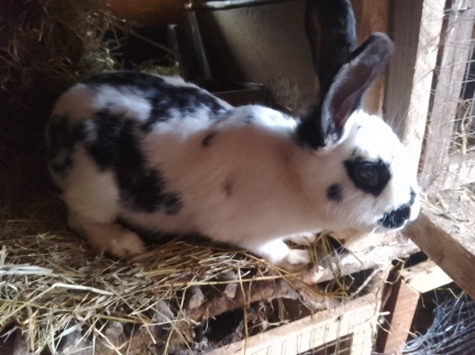 Продається здорова кролиця віком 7 місяців