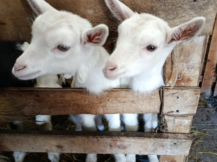 2х місячна козичка від гарних кіз