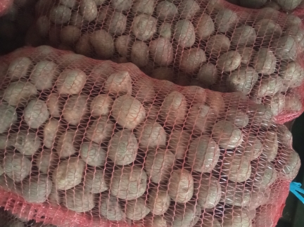 Насінева картопля